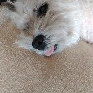 Meet your Posher, Ron